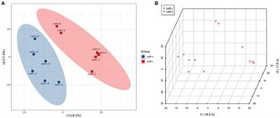 Metabolomics-based study of the effect of dietary N-carbamoylglutamic acid addition to heifers in late pregnancy on newborn calves